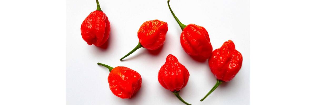 Scharf, schärfer, Trinidad Moruga Scorpion – Die extremste Chili der Welt - Trinidad Moruga Scorpion – Die schärfste Chili der Welt