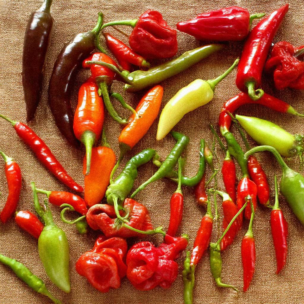 Chilis in verschiedenen Farben und Schärfenstufen