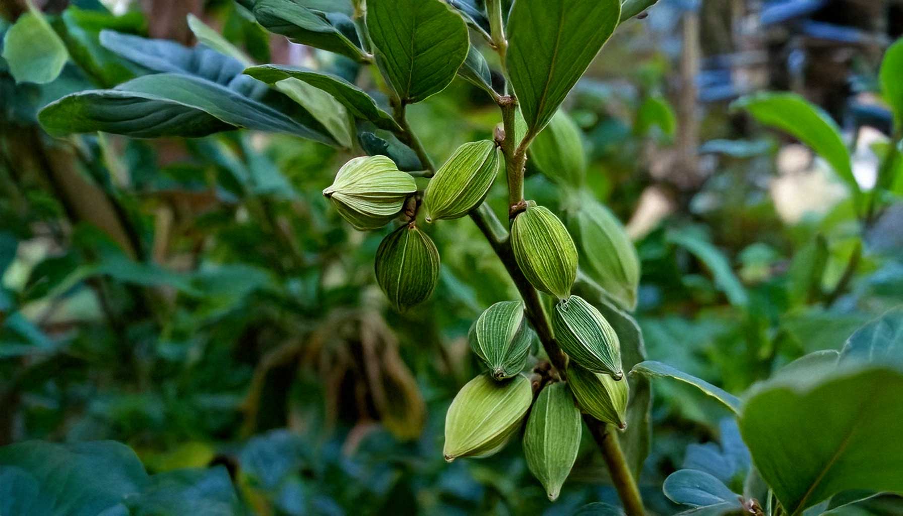 Nahaufnahme einer grünen Kardamompflanze mit Schoten in einem tropischen Garten